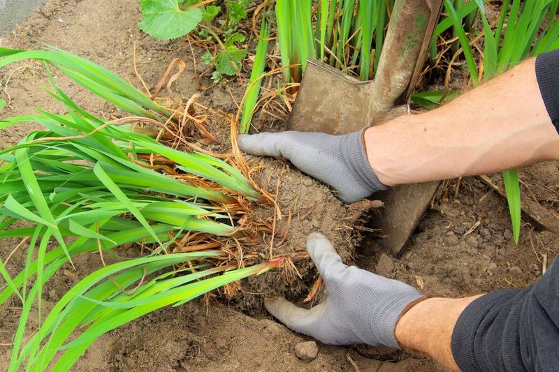 Divide And Relocate Overcrowded Perennials