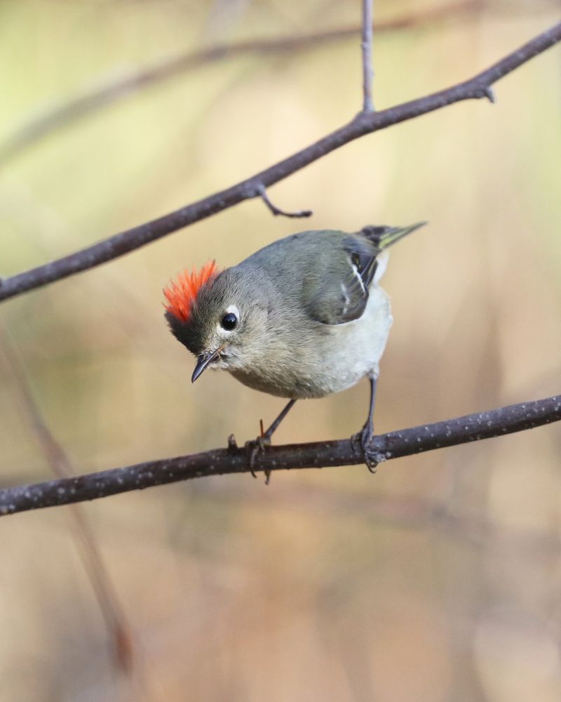Create Winter Bird Habitat
