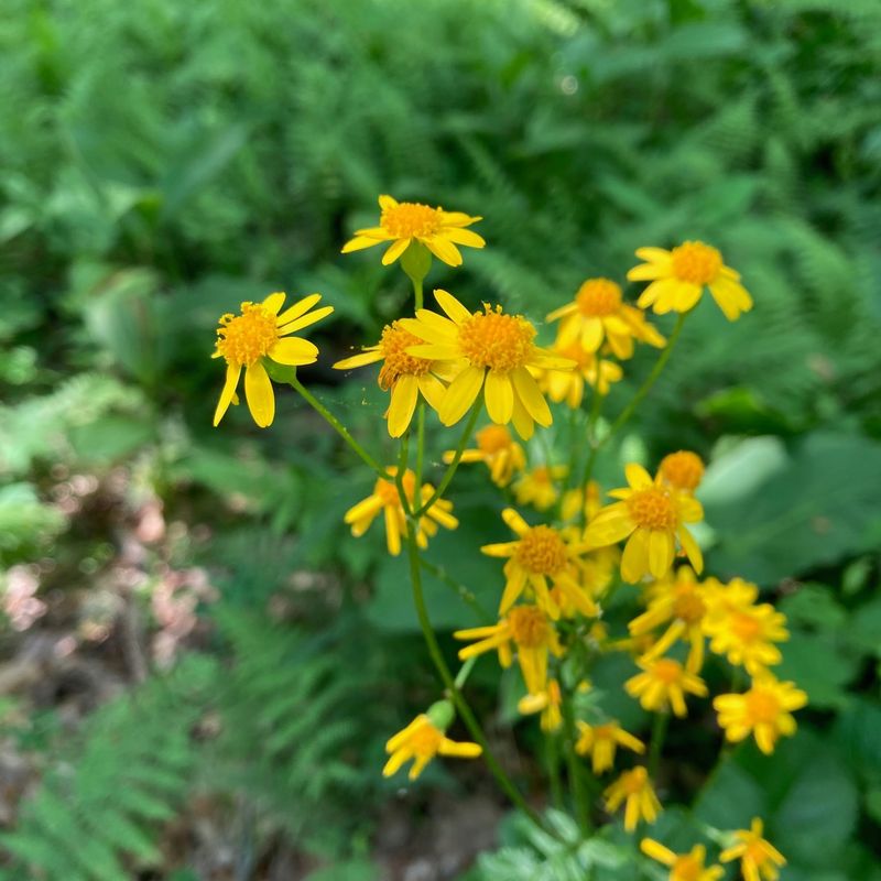 Plant Deer-Resistant Species