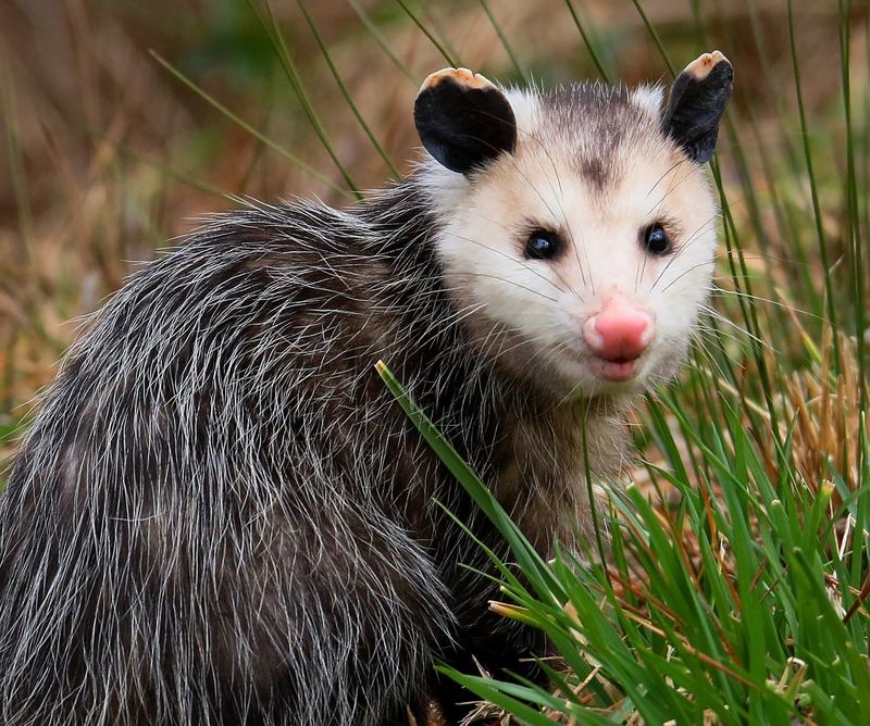 Natural Pest Controllers