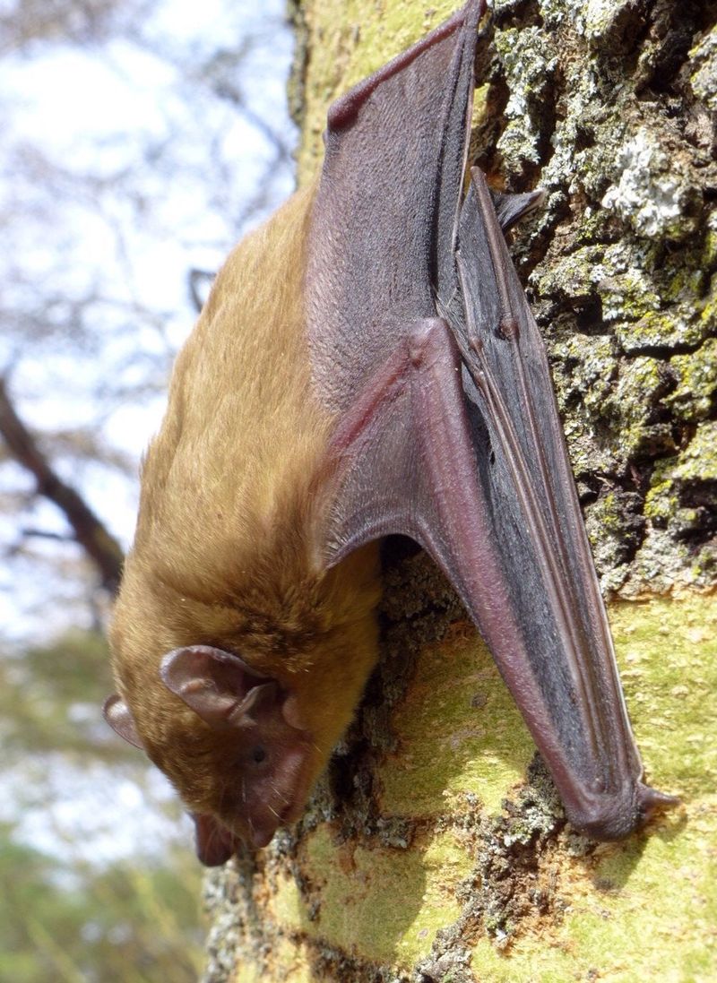 Endangered Species Conservation