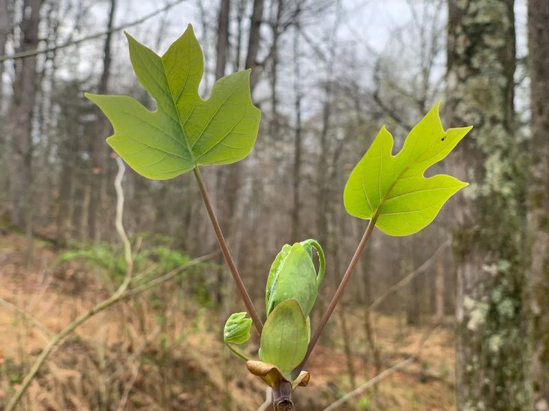 Seed Pod Buffet