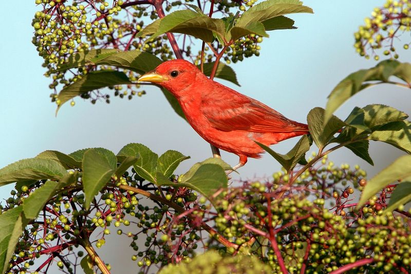 Seed Feast For Migrating Birds