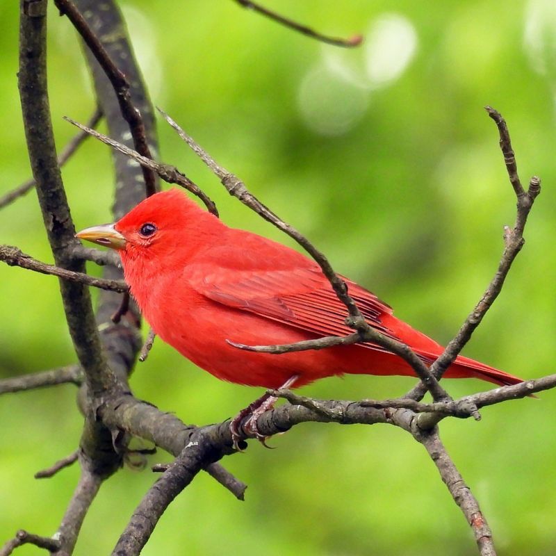 Summer Tanager: All-Red Phenomenon