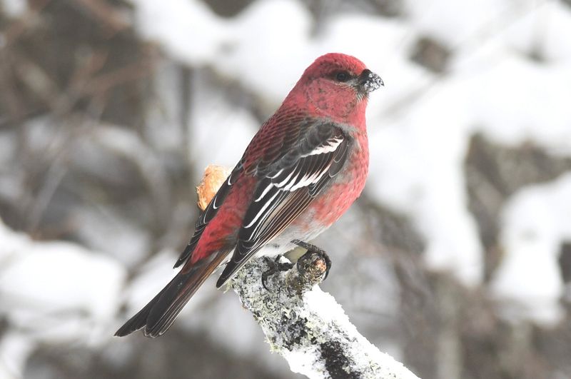 Pine Grosbeak - Rosy Winter Visitor