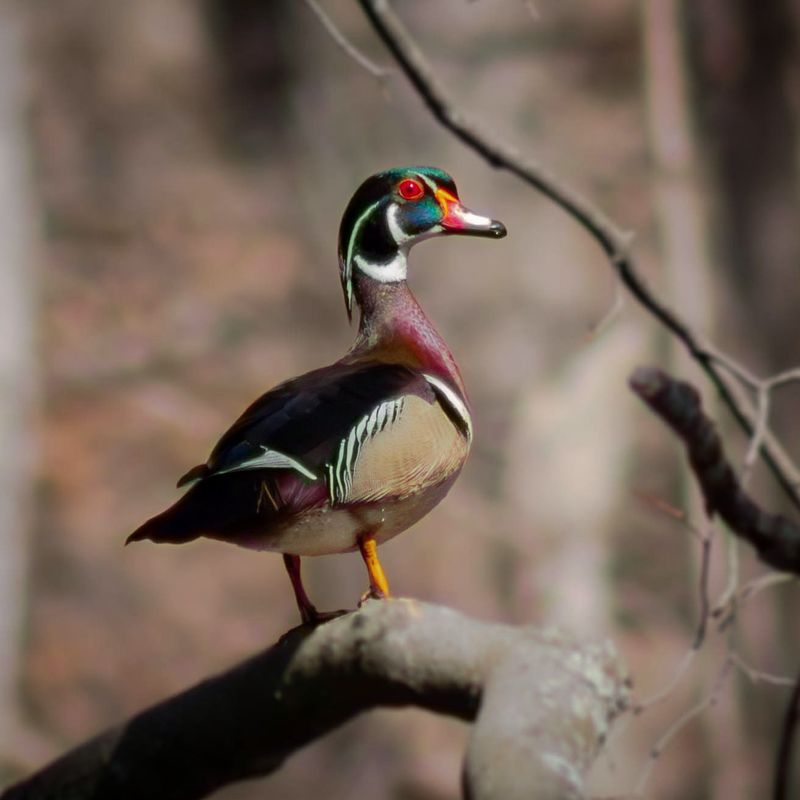 Wood Duck's Painted Masterpiece Plumage