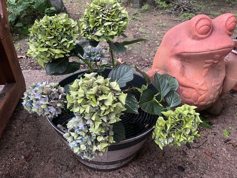 Deadhead Spent Blooms