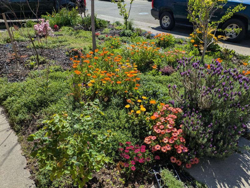 Group Plants By Water Needs