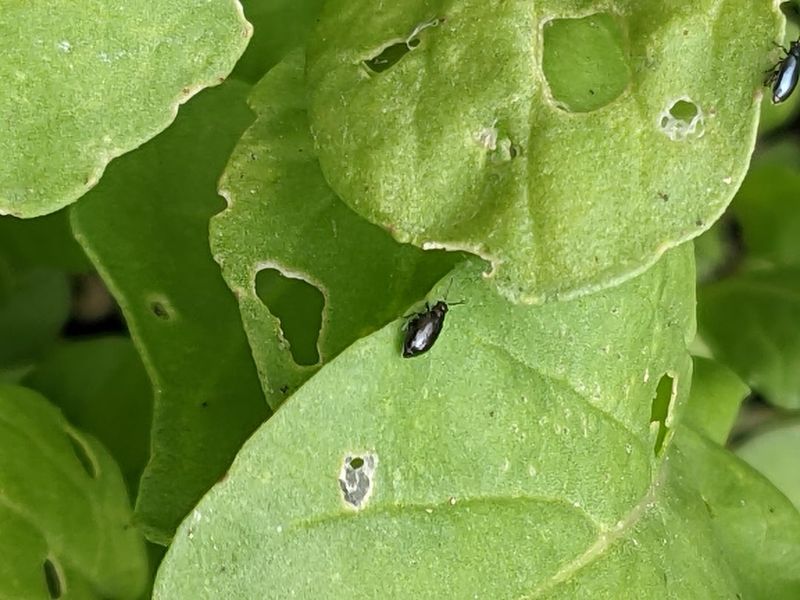 Implement Strategic Pest Management
