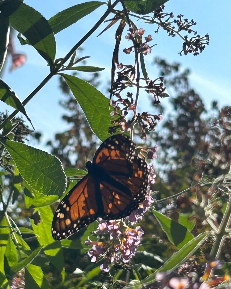 Join Citizen Science