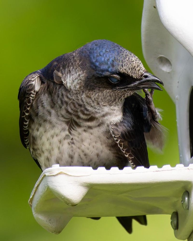 Join The Purple Martin Conservation Association