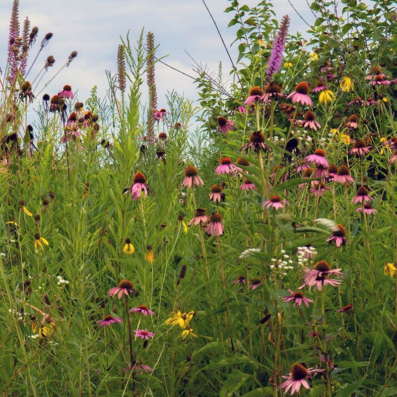 Sow Native Wildflower Seeds Now