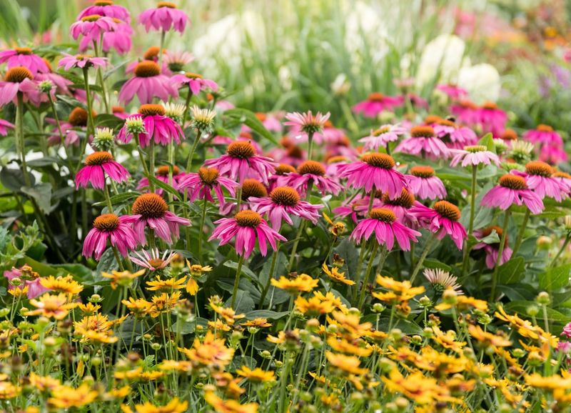 Planting Coneflowers And Black-Eyed Susans