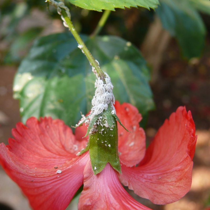 Prevent Pest Problems Early