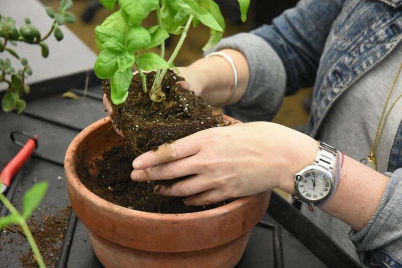 Should You Repot Now?