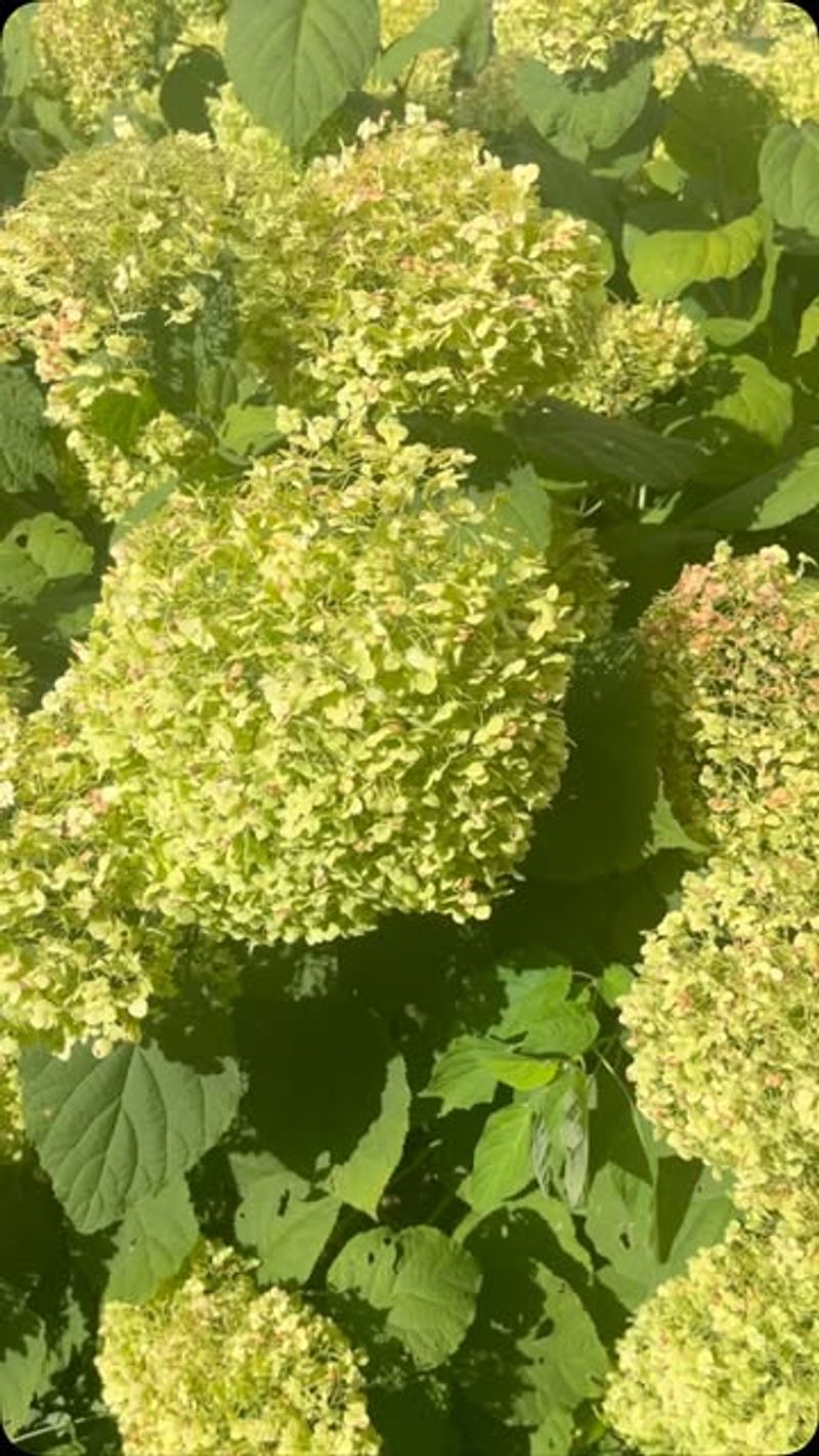 Collect And Store Seeds For Spring Propagation