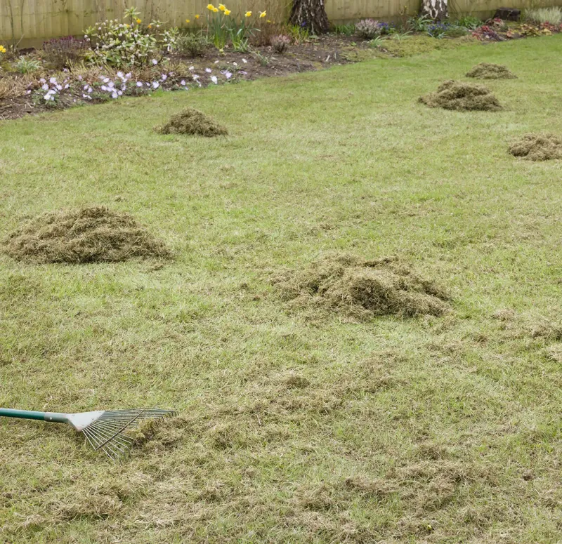 Allowing Thatch Buildup To Choke Root Systems