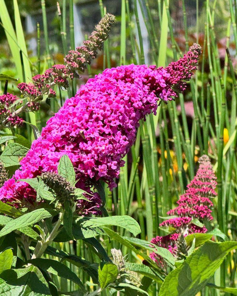 Butterfly Bush: Deceptively Destructive