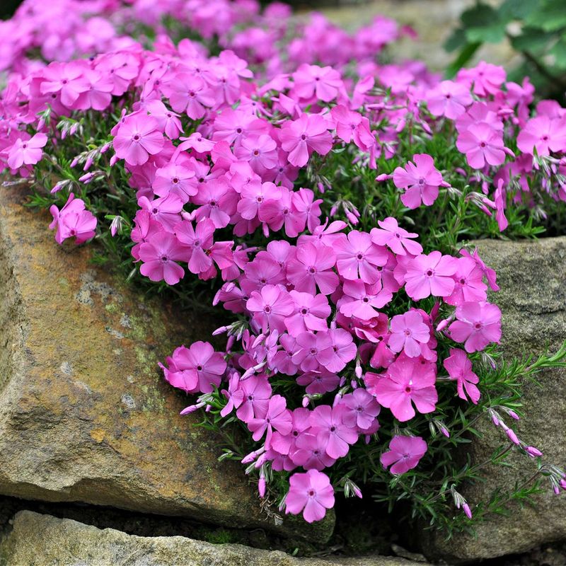 Spring Phlox: Fragrant Groundcover For Early Color