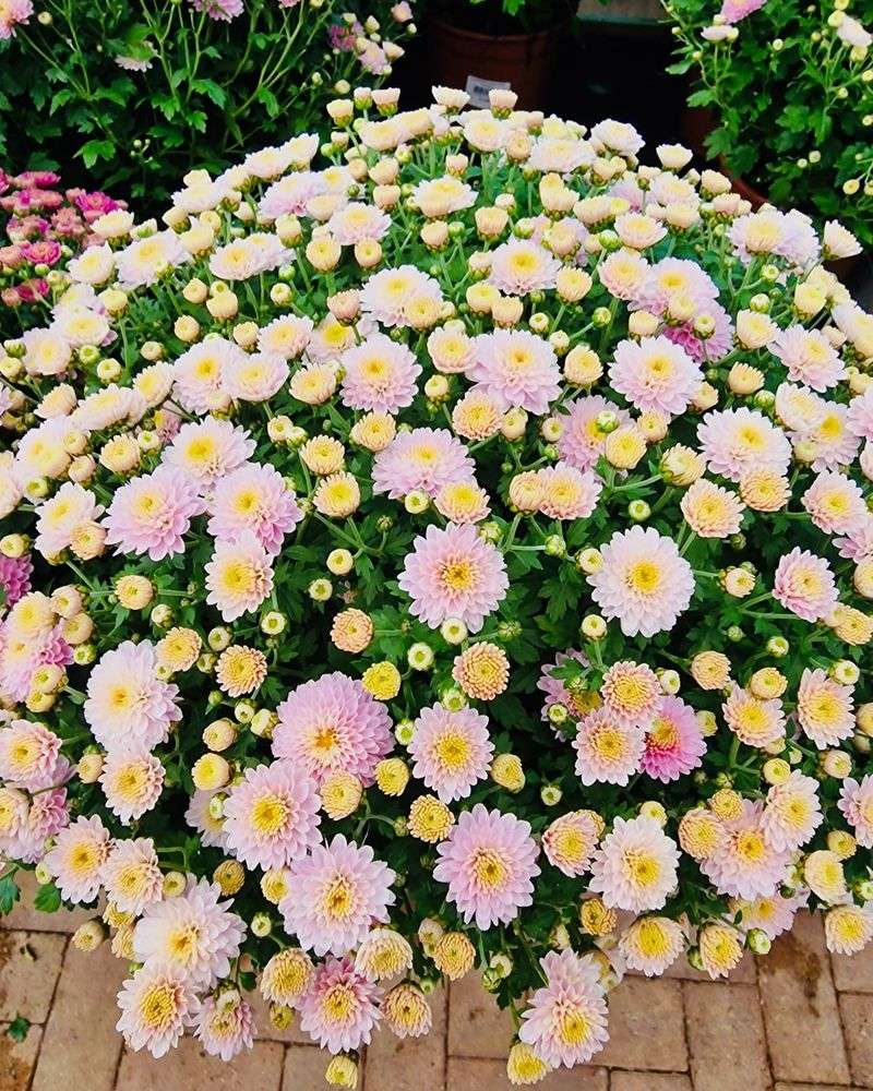 Chrysanthemum Garden Displays