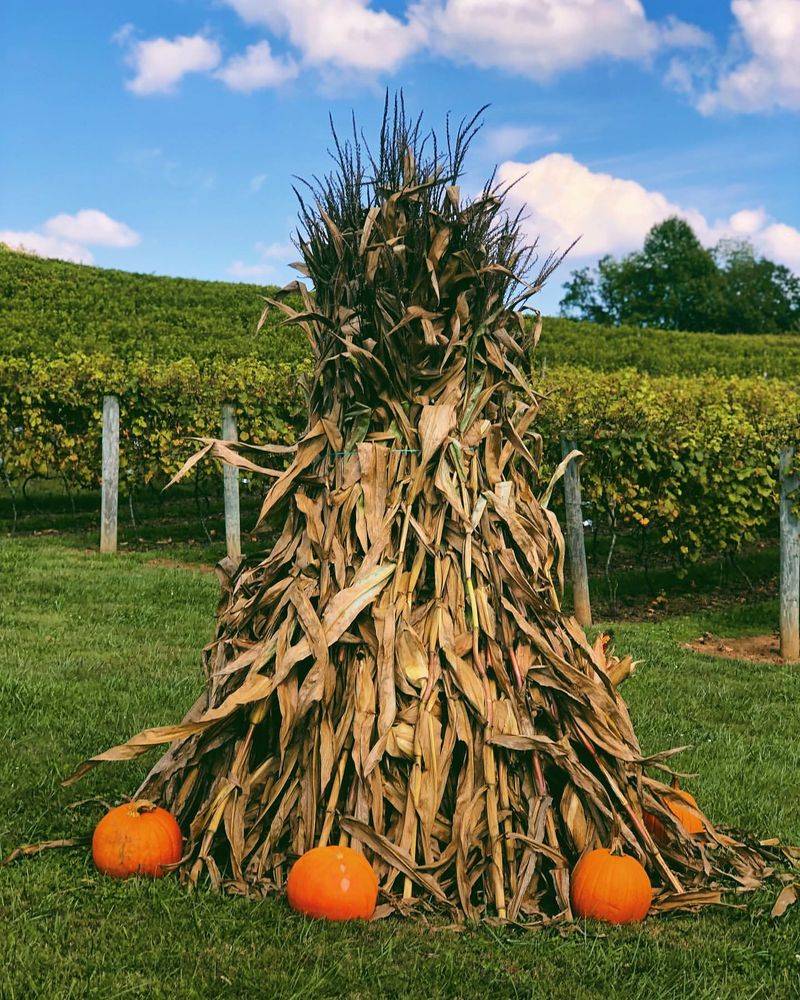 Corn Stalk Bundles
