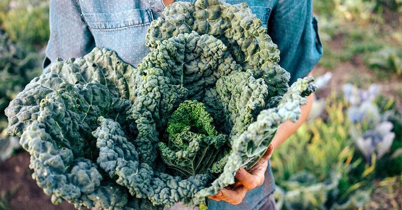 Kale: The Cold-Weather Warrior