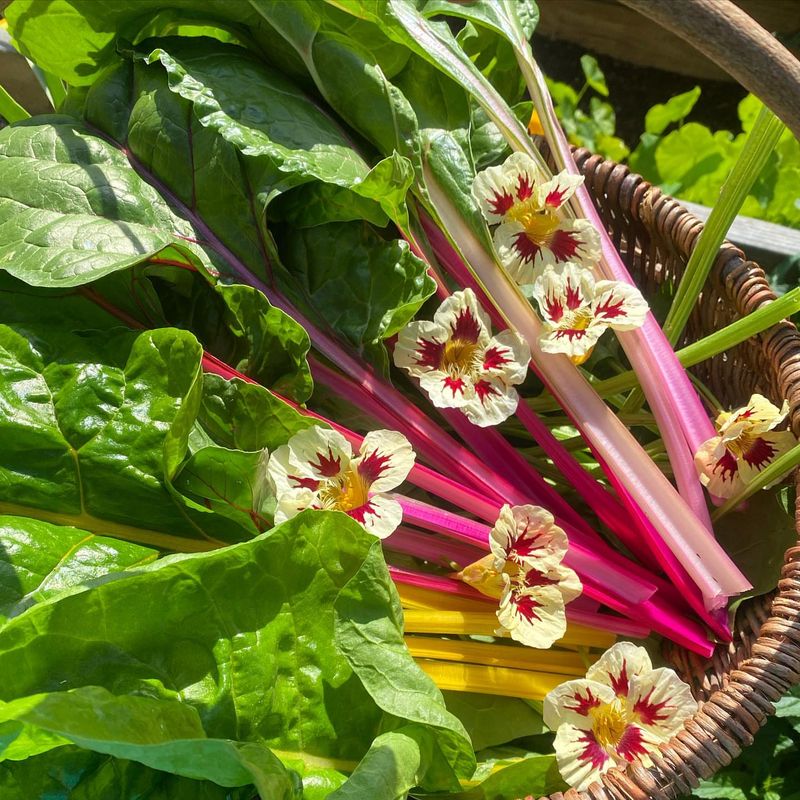 Swiss Chard