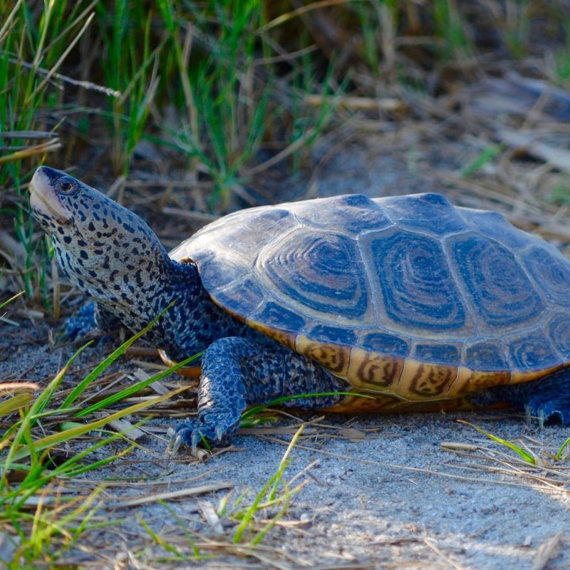 Diamondback Terrapin