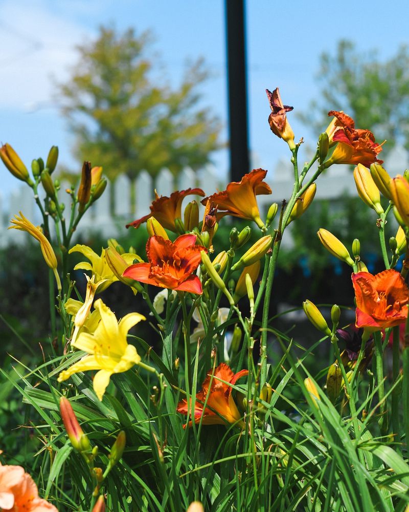 Daylilies