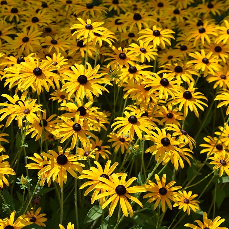 Black-Eyed Susans: The More You Ignore, The Better