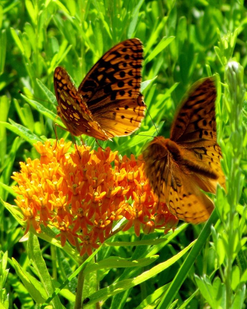 Butterfly Weed