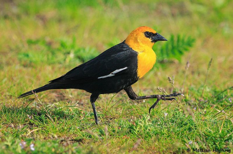 Yellow-headed Blackbird: Sunshine-Crowned Visitor