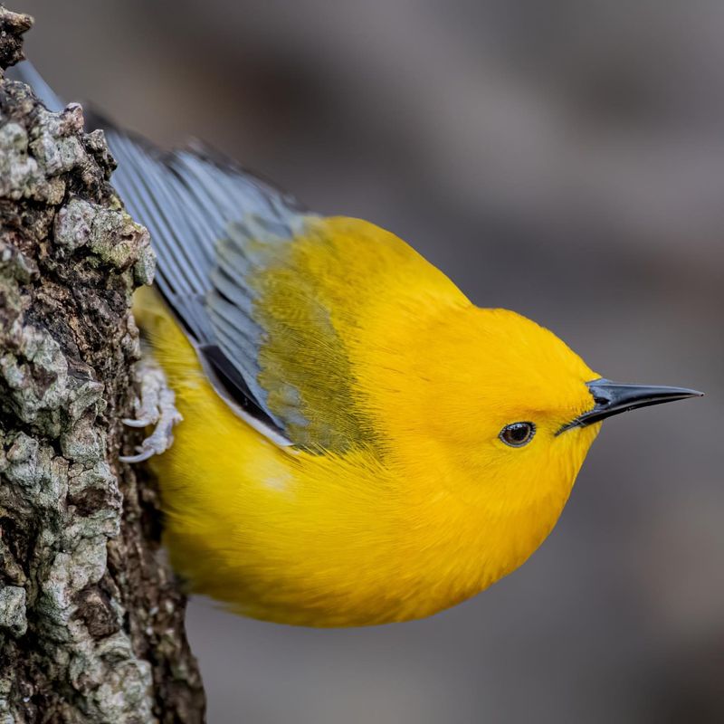 Prothonotary Warbler: Golden Swamp Ghost