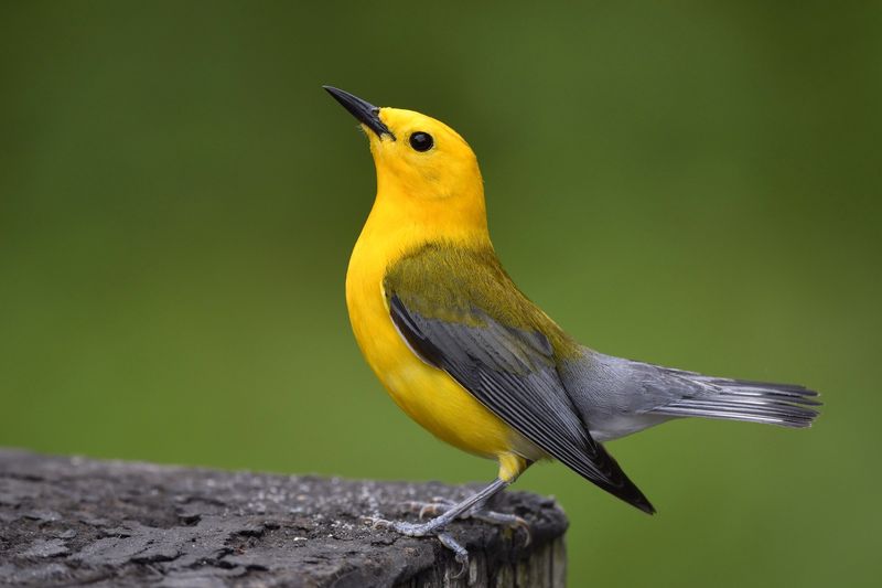 Prothonotary Warbler - Golden Swamp Jewel