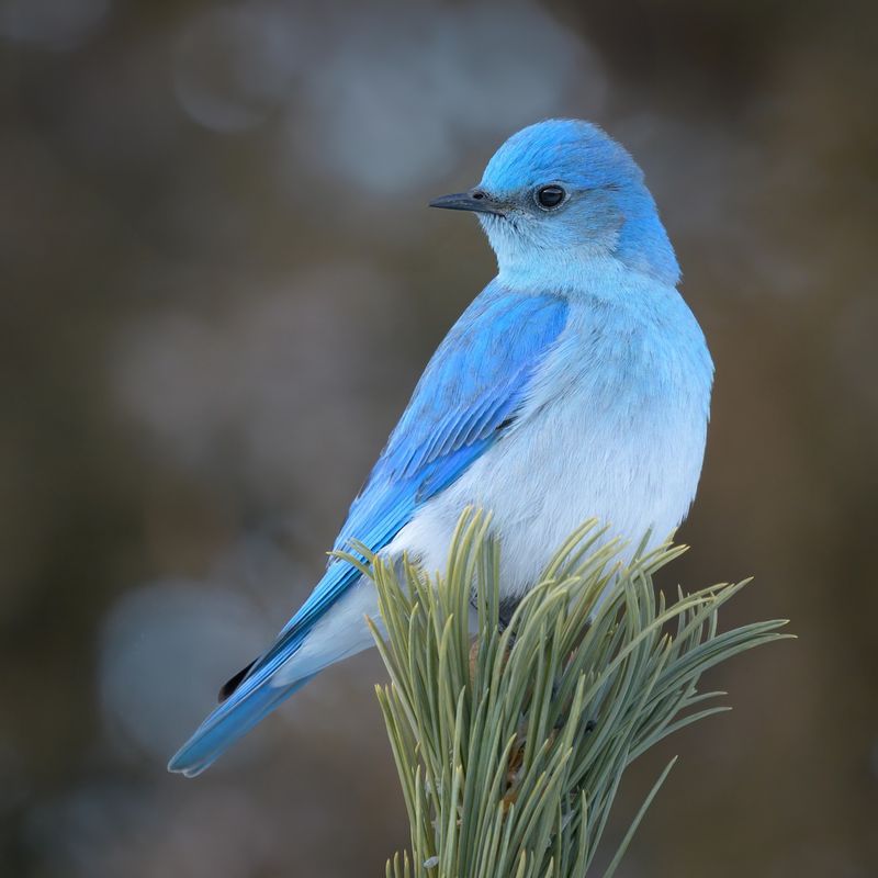 The Unexpected Blue Of Mountain Bluebirds
