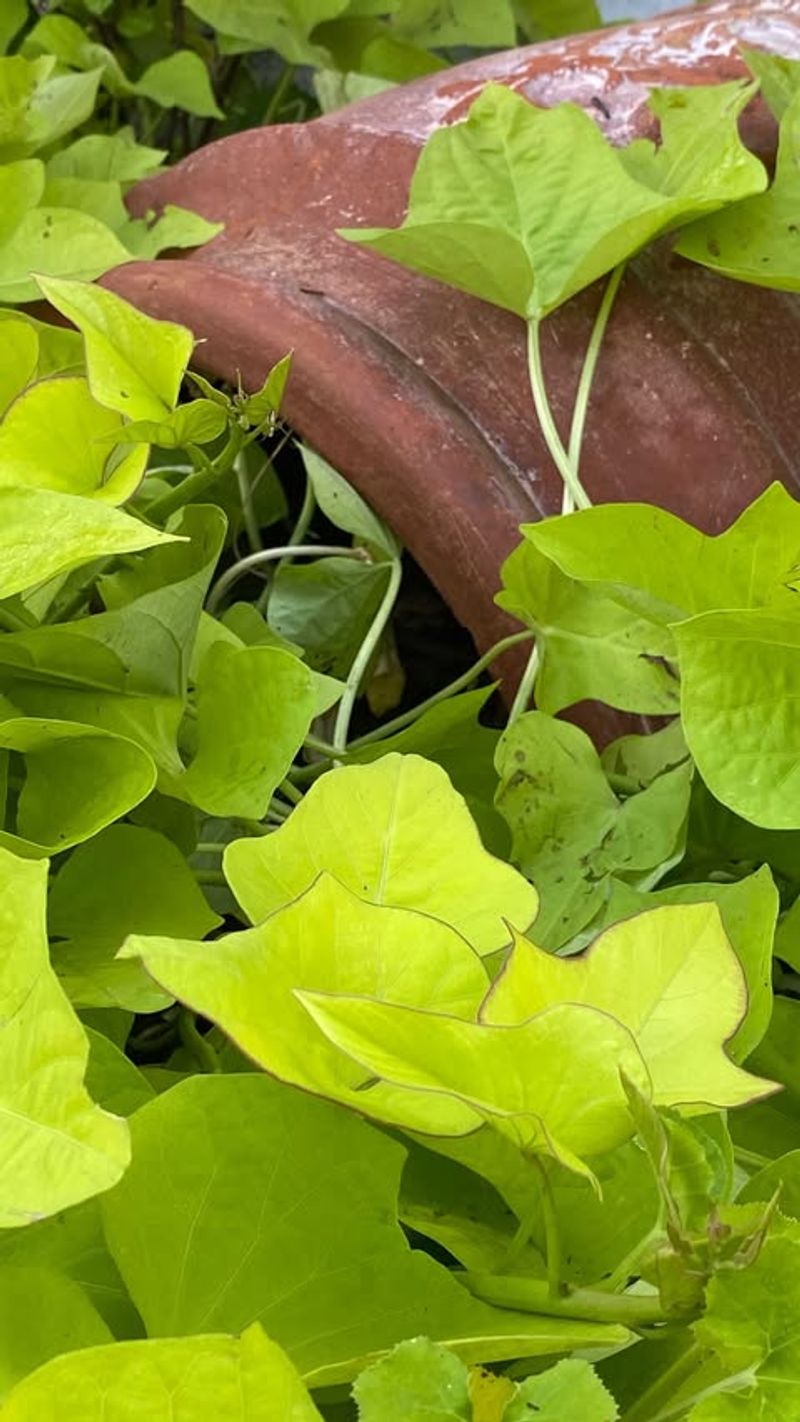 Sweet Potato Vine