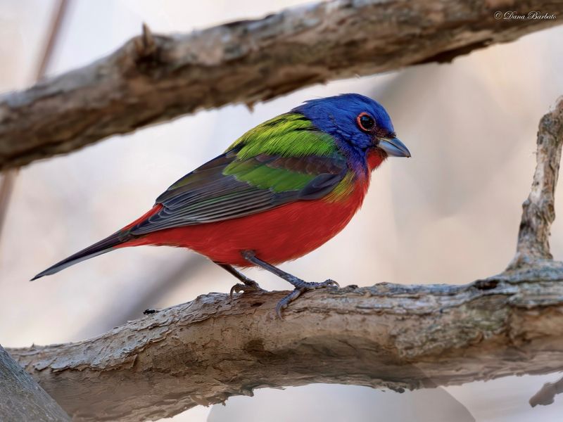Painted Bunting's Rainbow Palette