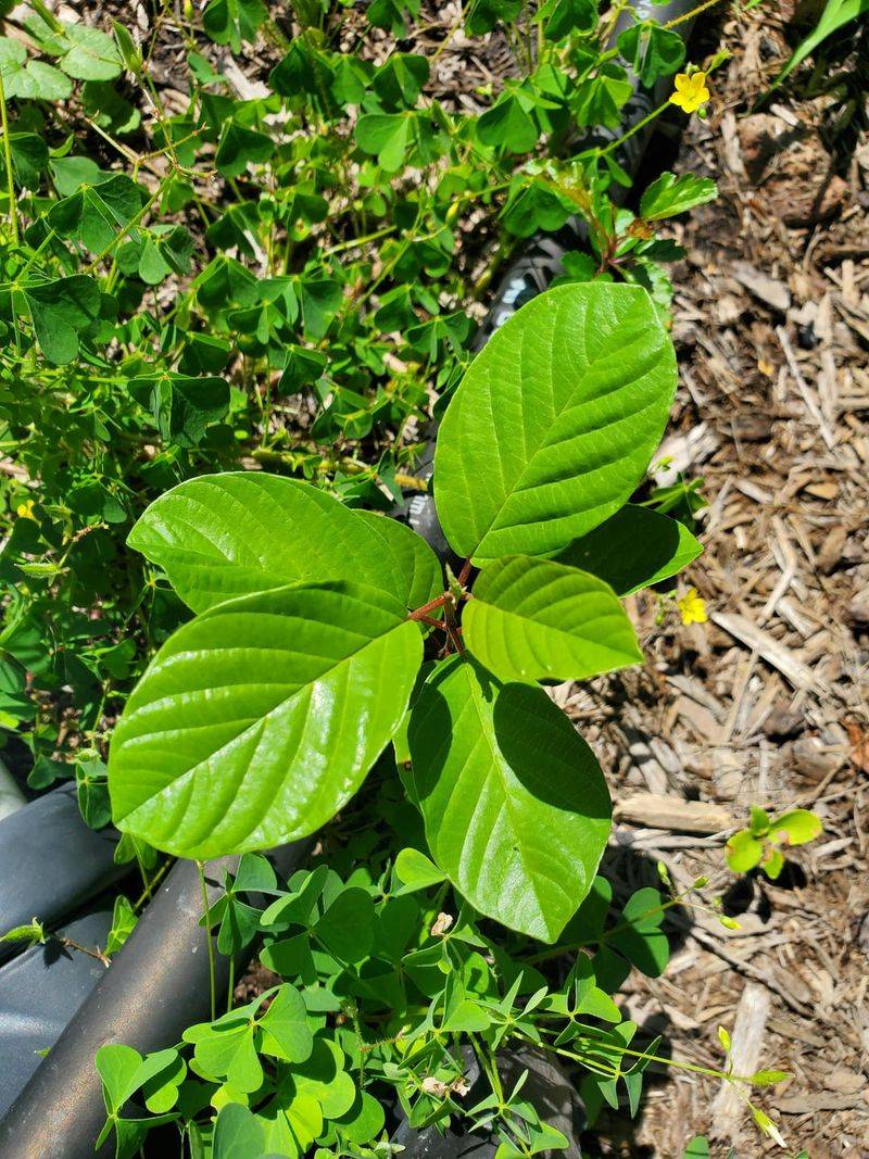European Buckthorn