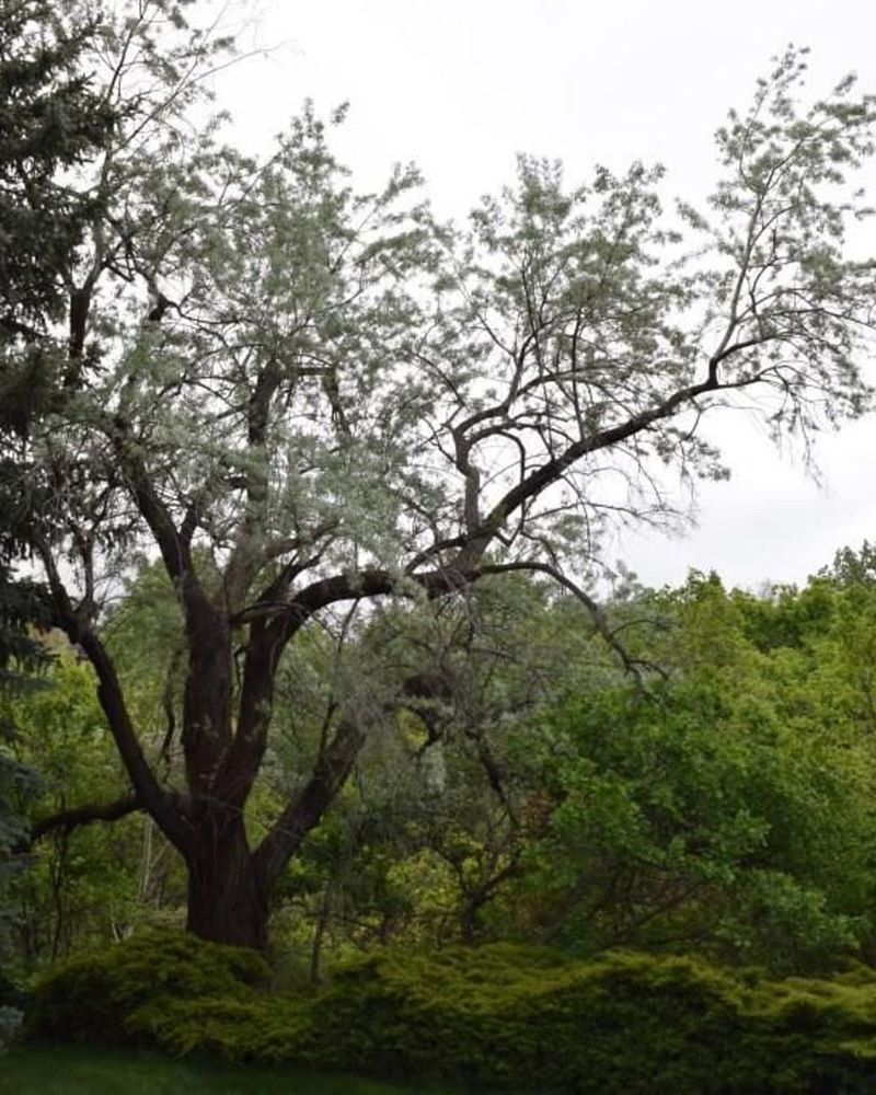 Russian Olive