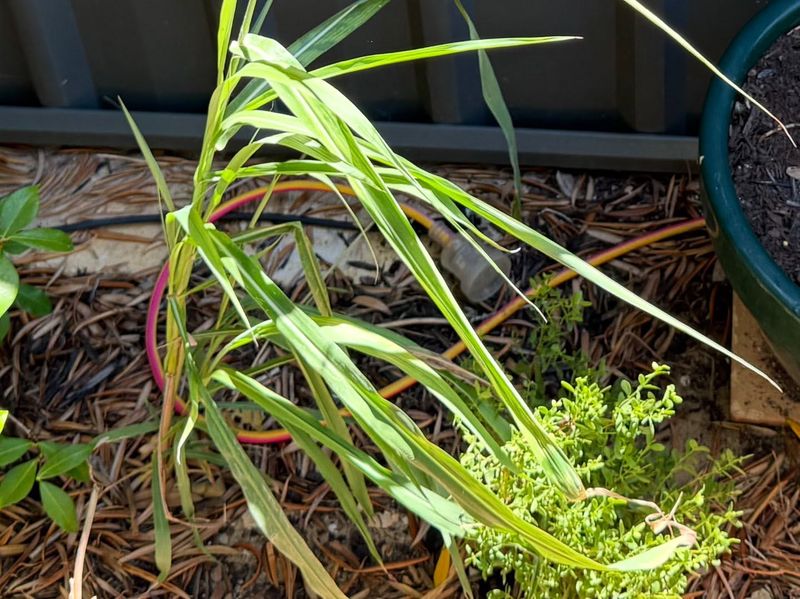Johnson Grass