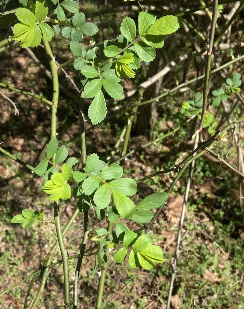 Multiflora Rose: The Thorny Nightmare
