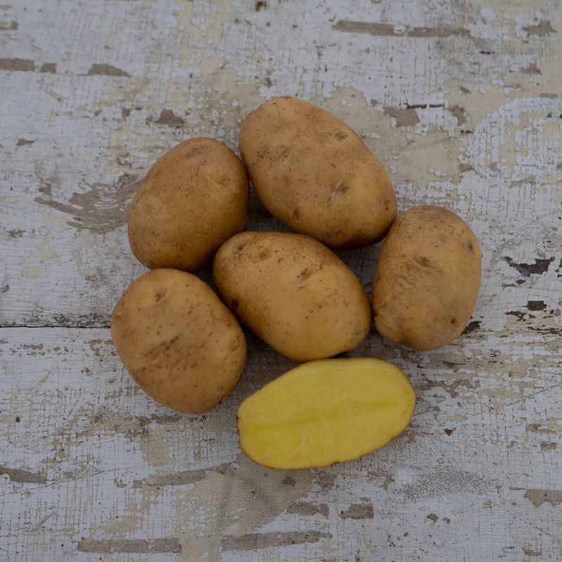 German Butterball – Award-Winning Storage Potato