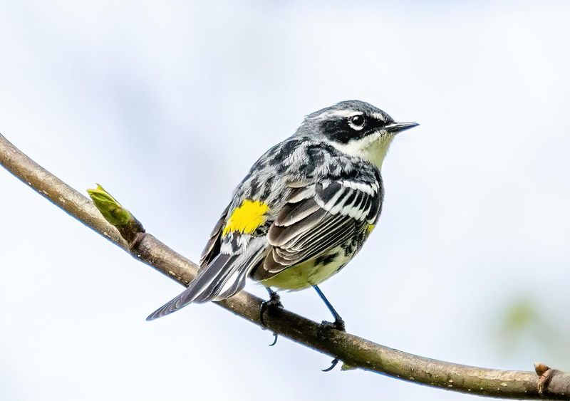 Chickadees: Aphid Assassins