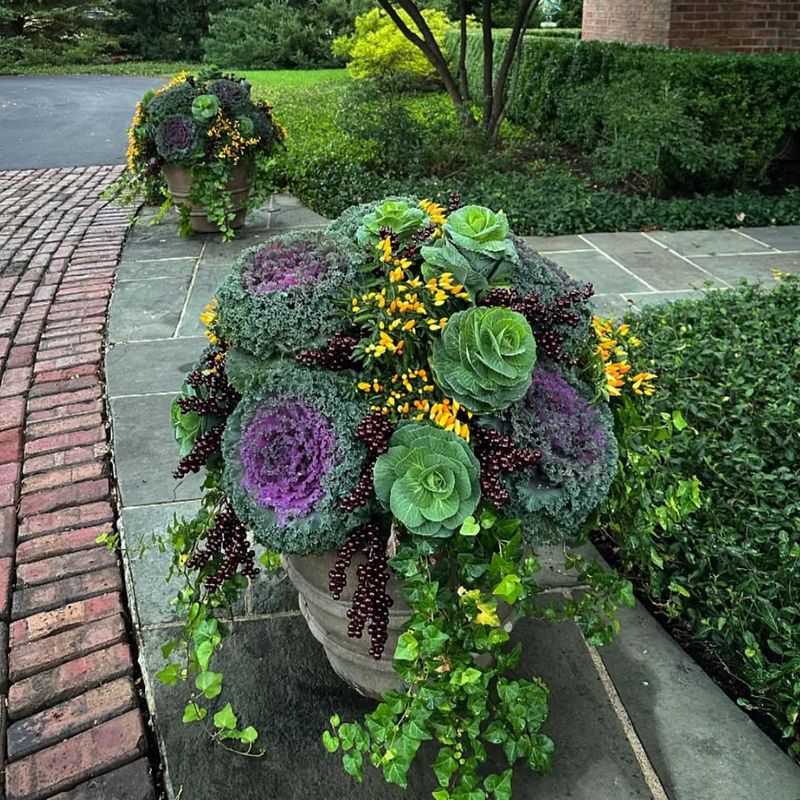 Ornamental Kale