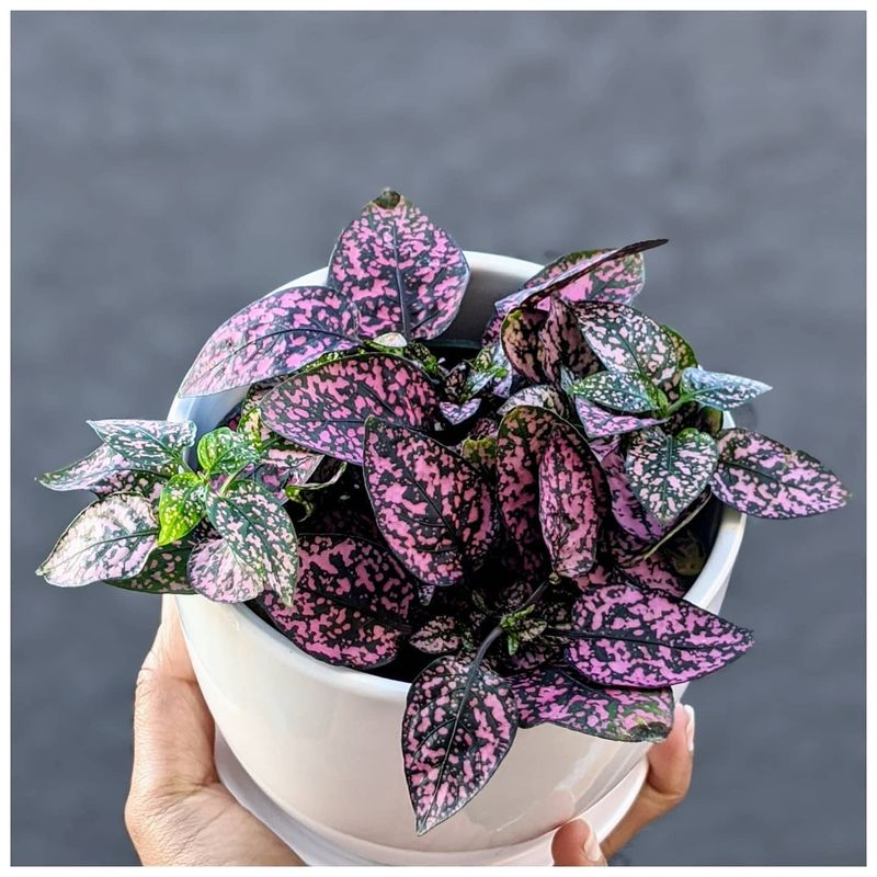 Polka Dot Plant