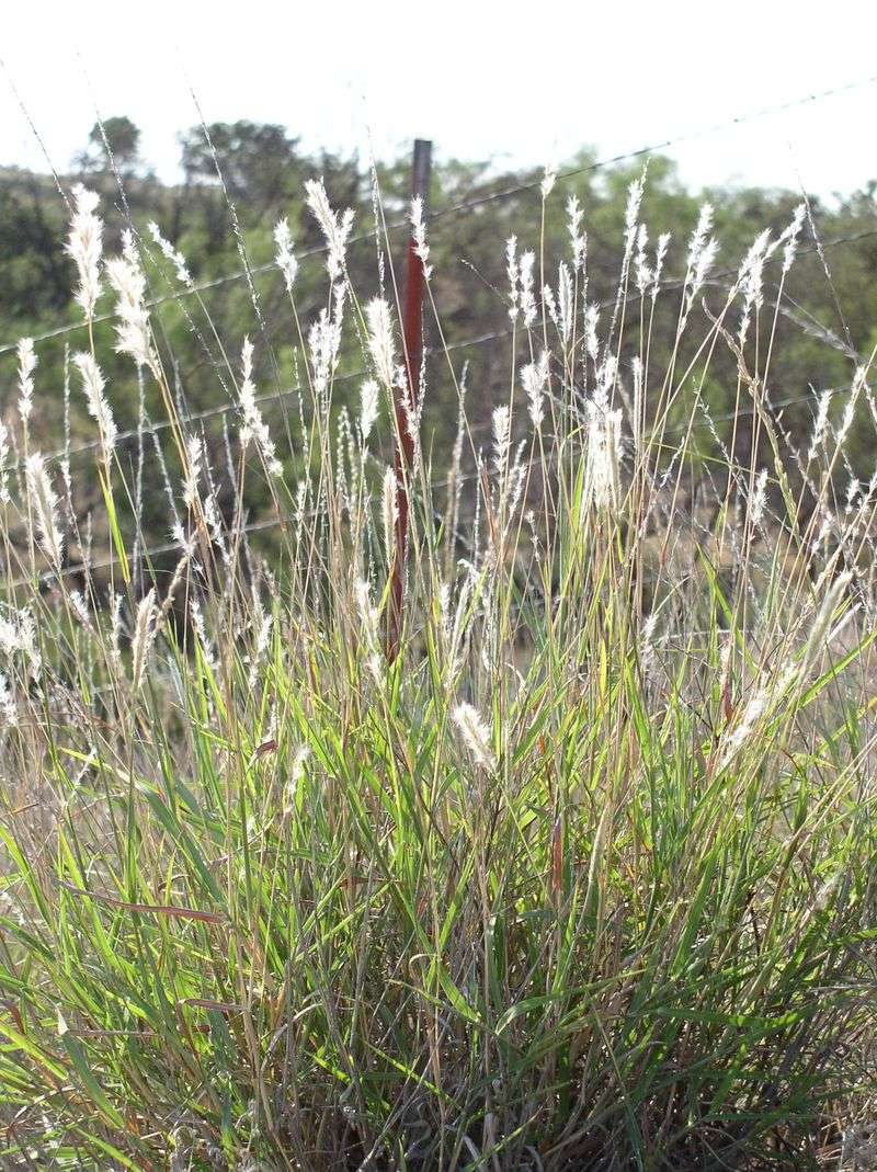 Silver Bluestem Sparkles In Sunlight