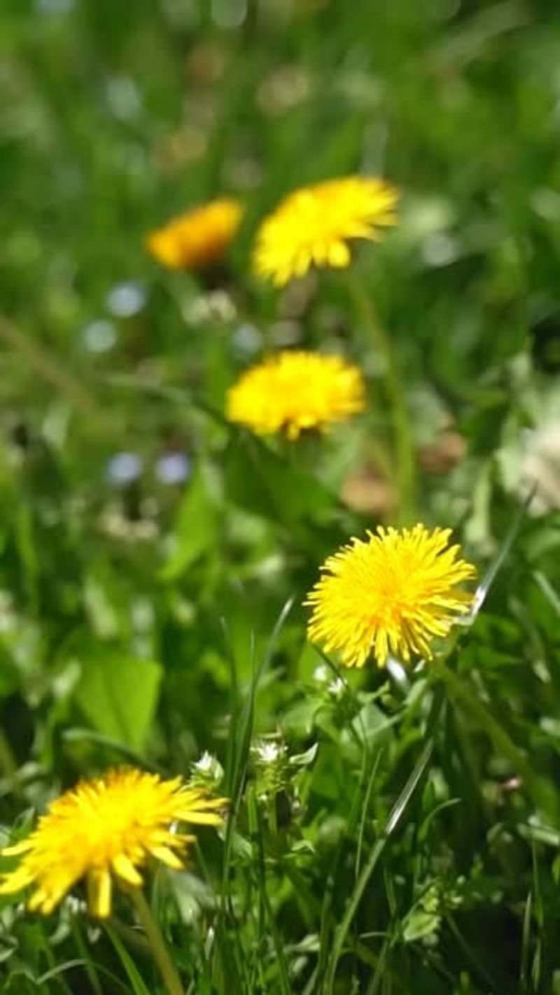 Dandelion