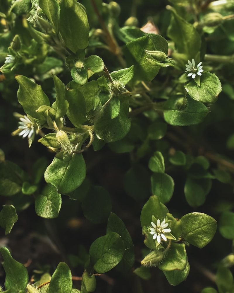 Chickweed