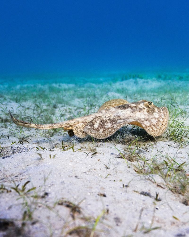 Yellow Stingray