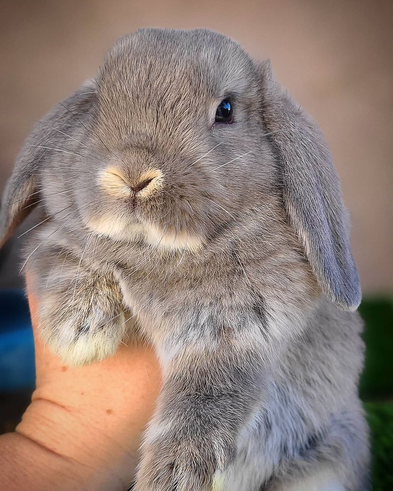 Holland Lop Rabbits